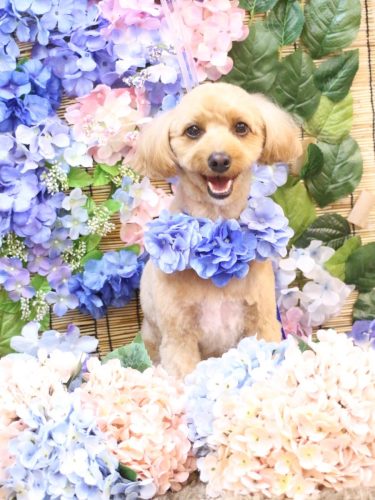 20250624タルトくん